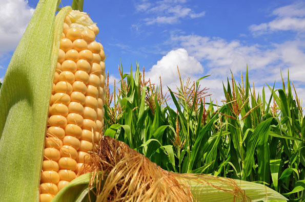 Corn-Field-photo