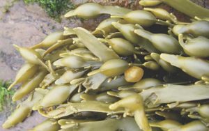A plant that processes hard-to-handle seaweed into agricultural fertilizer products needed a cleaner and more efficient solution for conveying the viscous seaweed extract for packaging.